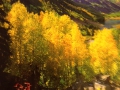 Beautiful Yellow Colorado Aspens
