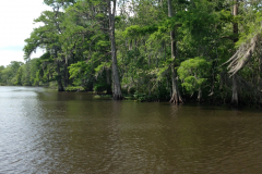 Beautiful Swamp Scenery