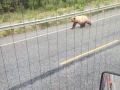 Grizzly Cub, Yukon Territory