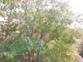 DSCN0267