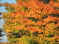 DSCN6797