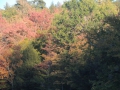 DSCN6877