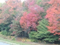 DSCN7141