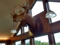 Moose in New Hamshire