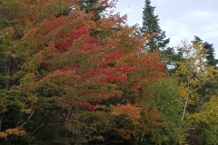 N.H. Color