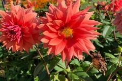IMG_0458