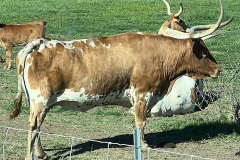 41
