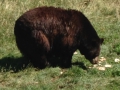 Black Hills 2015 009