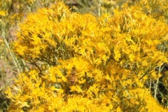 IMG_5769