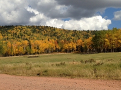Colorado Aspen Fall Spectacular 2014
