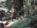 Close up of Redwood base