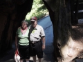 Drive Trhough Tree in Redwood forest