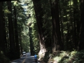 Redwoods