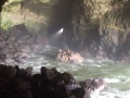 Sea Lions in the Cave