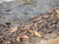 Sea Lions on Rocks