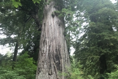 Group by Tree