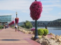 Row of flowers