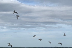 37