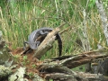 Torres Swamp People