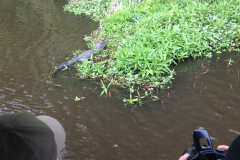 Alligator!