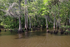 Beautiful Swamp