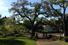 Oak Tree at Stanton Hall