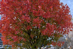 20251113_203856_197150