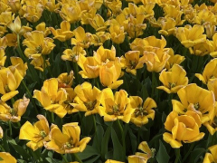 Pella Tulip Festival 2025