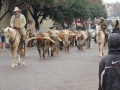 cattle drive