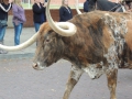 texas longhorn