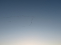 IMG_1705 (2)