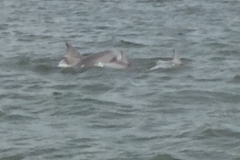 Dolphins