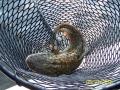 Fishing Trip 9